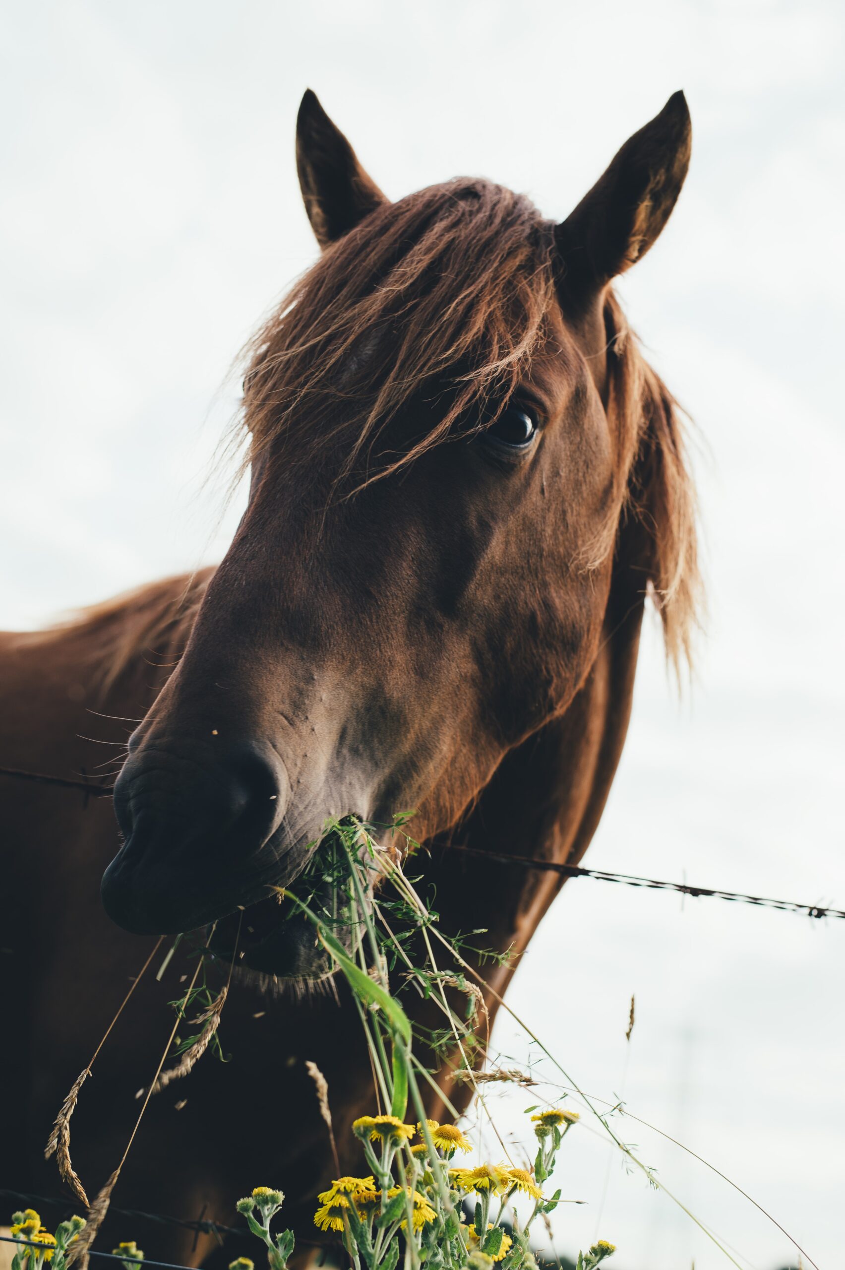 Different Horsenalities, Different health conditions! 1 annie spratt MLhAqbSgVKA unsplash scaled