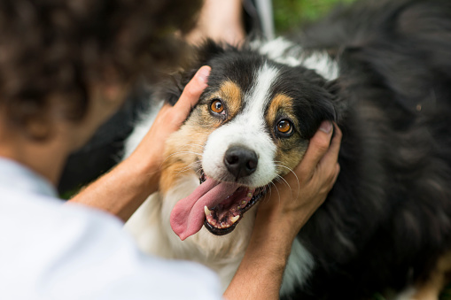 Anxiety Medication for Dogs