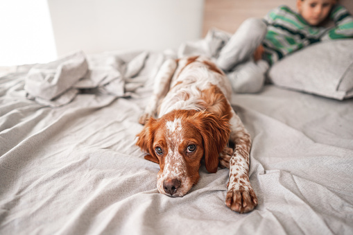 Cute tired dog lying on bed in bedroom and looking at camera, little boy lying on bed in background