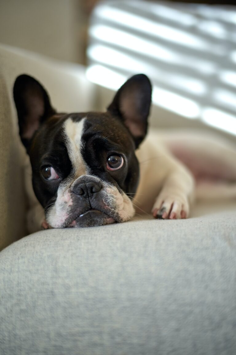 Pet Safety: 10 Essential Tips to Protect Your Pets 5 calvin ma db0U0V0Ti U unsplash