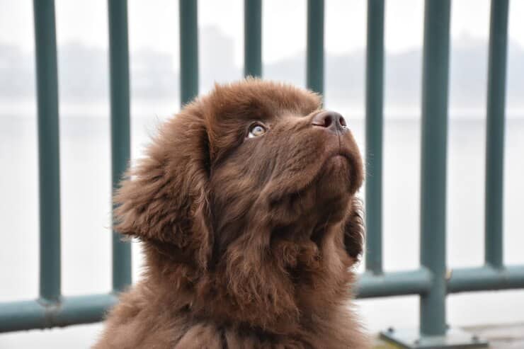 cute brown newfie puppy dog looking up while sitting 493961 85