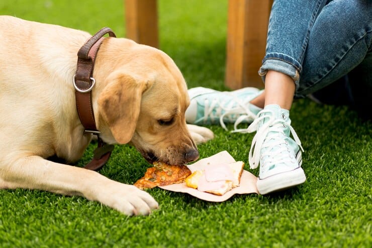 dog eating sandwich park 23 2148242595