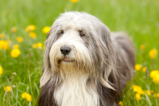 "beautiful english bearded collie in the dandelion meadow,selective focus"