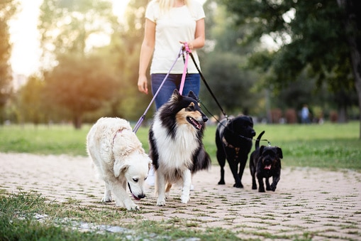 Pet sitters offer daily to look after pets whereas their house owners square measure on vacation. They usually keep within the home of the owner, therefore the pets will stay on their acquainted territory. additionally, to caring for pets, they'll conjointly offer basic services for the owner, like grouping mail and vacuuming pet hair. Some pet sitters limit their patronage to house owners of cats and dogs. Others offer to look after birds, fish, little mammals, reptiles, and amphibians. Many pet sitters operate a daily dog walking service associate degreed provide attention services on an as-needed basis once purchasers leave of city. Some pet sitters rent extra employees members to expand their spots, increase the number of consumers they will accommodate per week, and act as a backup once they maintain vacation or get sick. they will conjointly earn extra revenue by making a franchise business and licensing attention suppliers below their established brand. Pet Sitter Duties & Responsibilities Pet sitters square measure chargeable for all basic animal care whereas their purchasers square measure on vacation or traveling for business.
