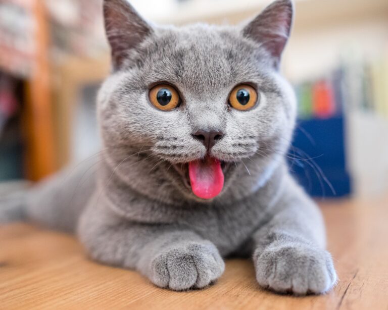 12 Critical Behavioral Changes in Cats You Must Know About 4 345d06034d87694738caf3dcaa95a282