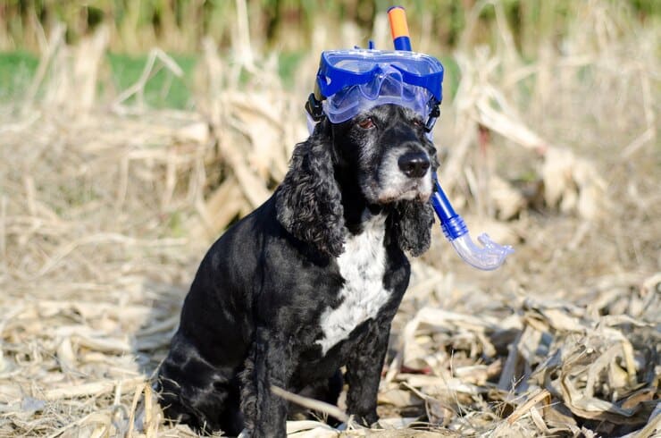 closeup shot black cocker spaniel dog sitting down cornfield with diving mask 181624 19201