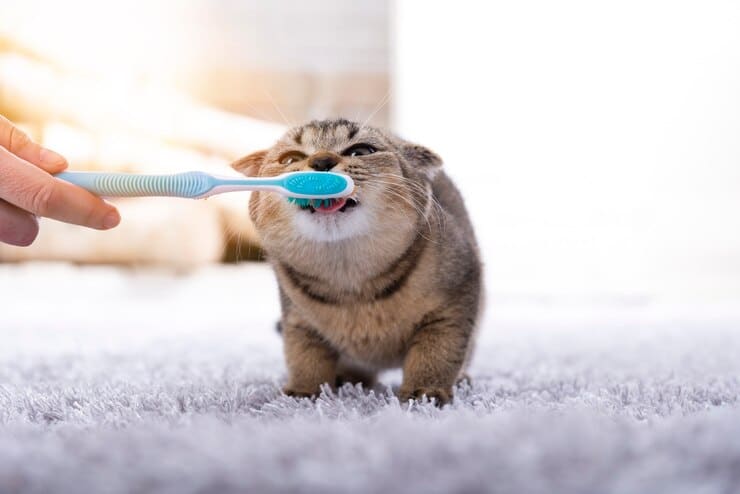 pet dental health