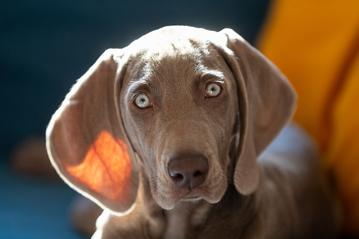 weimaraner