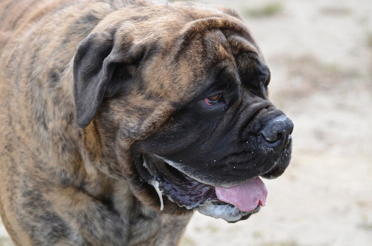 Cane Corso