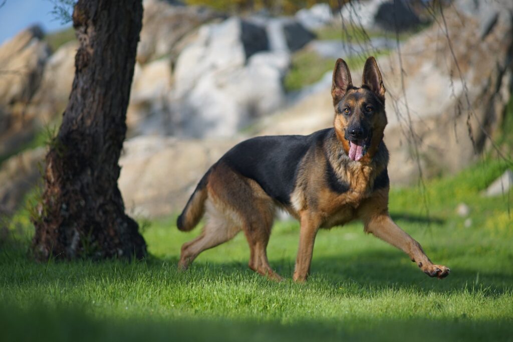 closeup portrait cute german shepherd dog running grass