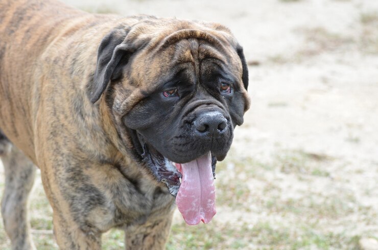 grand chien bullmastiff grosse langue qui traine 493961 499