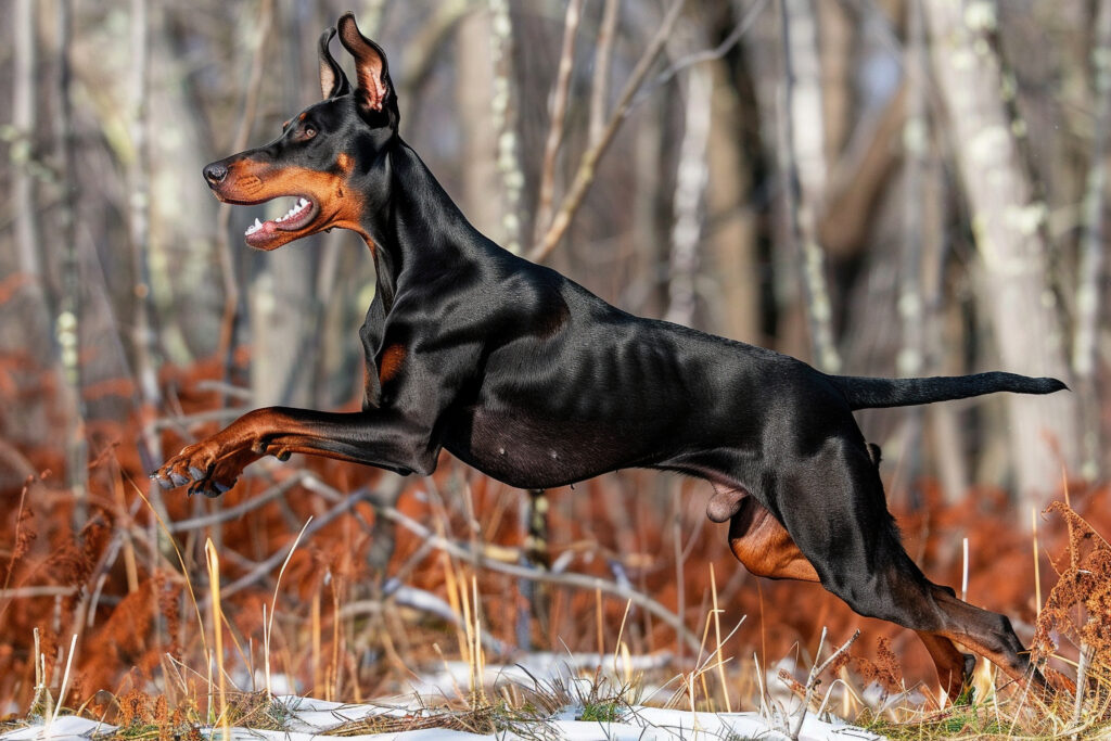 portrait adorable doberman dog