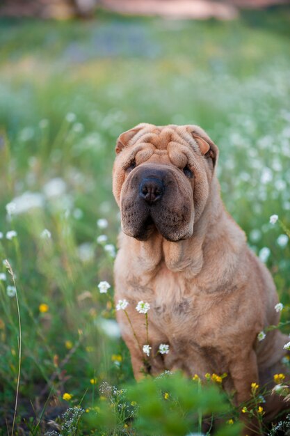 sharpei race chien champ fleuri 114087 44