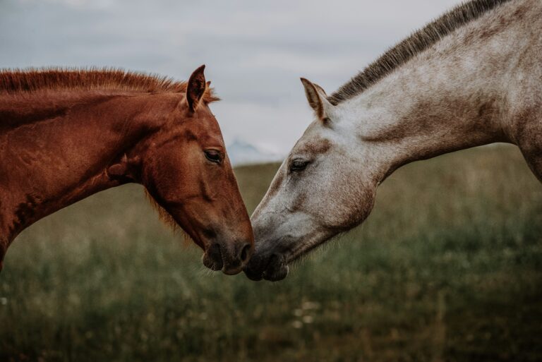 🐎 Horses: The Complete Guide to History, Breeds, Care, and Culture 4 lara baeriswyl NeHJ2XYA174 unsplash 1