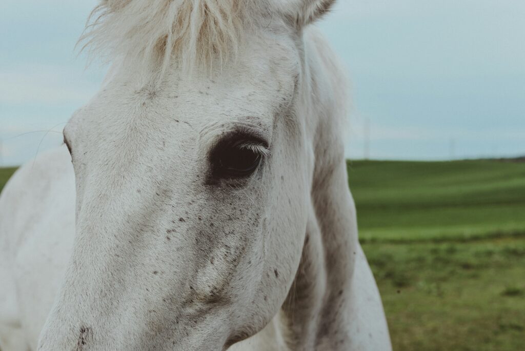 ruta gudeliene ICHVM9alf2c unsplash