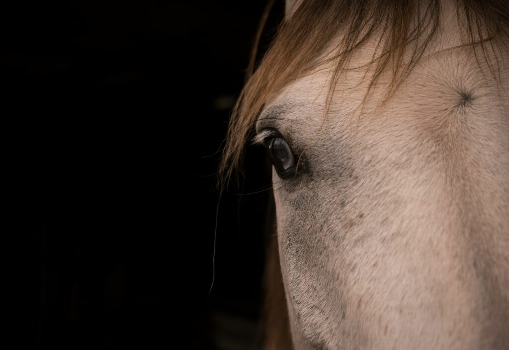 tino ferreira cXZzdoc KM unsplash